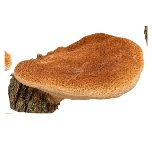 18 Zimtfarbener Weichporling